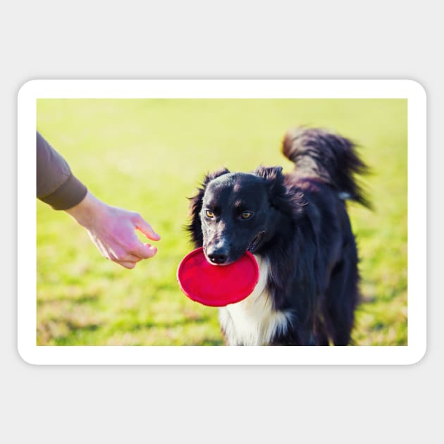 Dog fetch frisbee Sticker by 1STunningArt